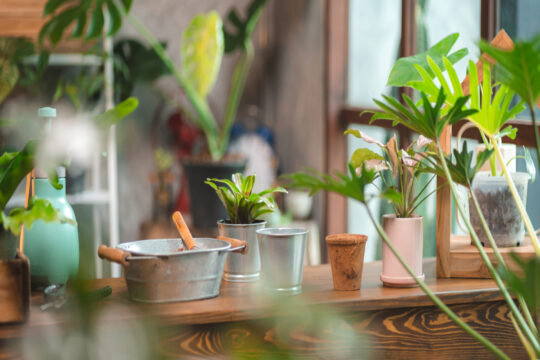 indoor plants